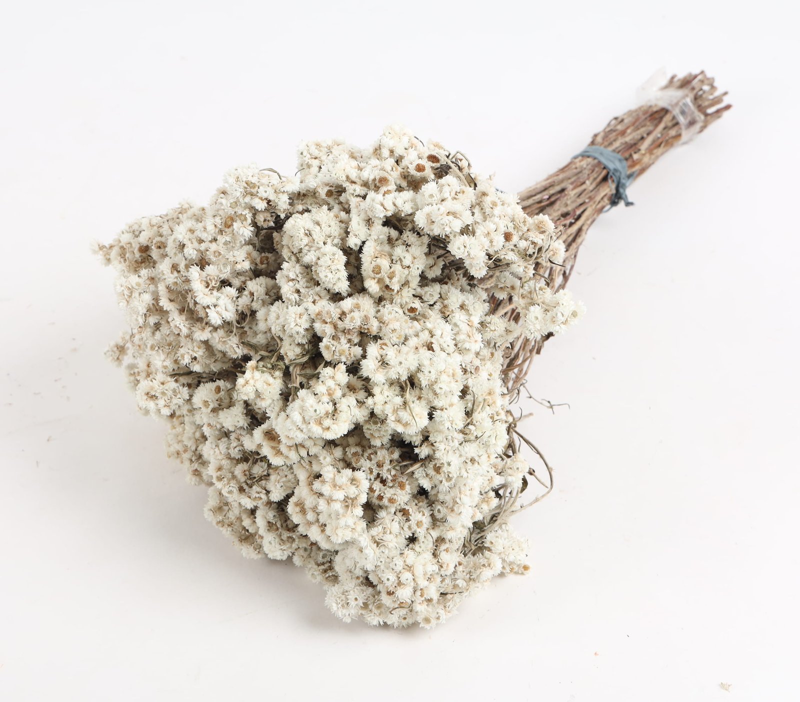 Dried Flowers Natural Wihite (1)